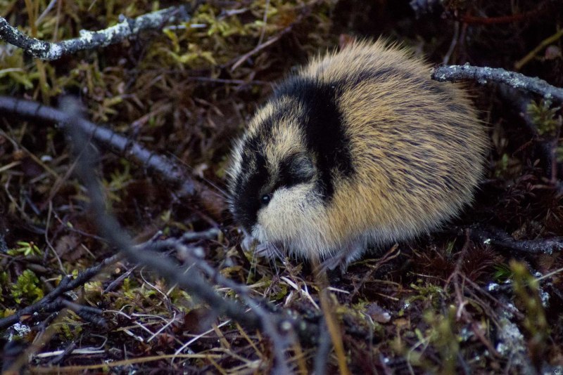 Степная пеструшка - Lagurus Lagurus Pall.
