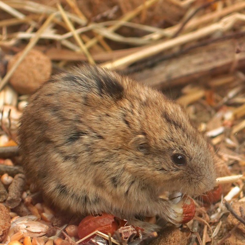 Лемминг в тундре
