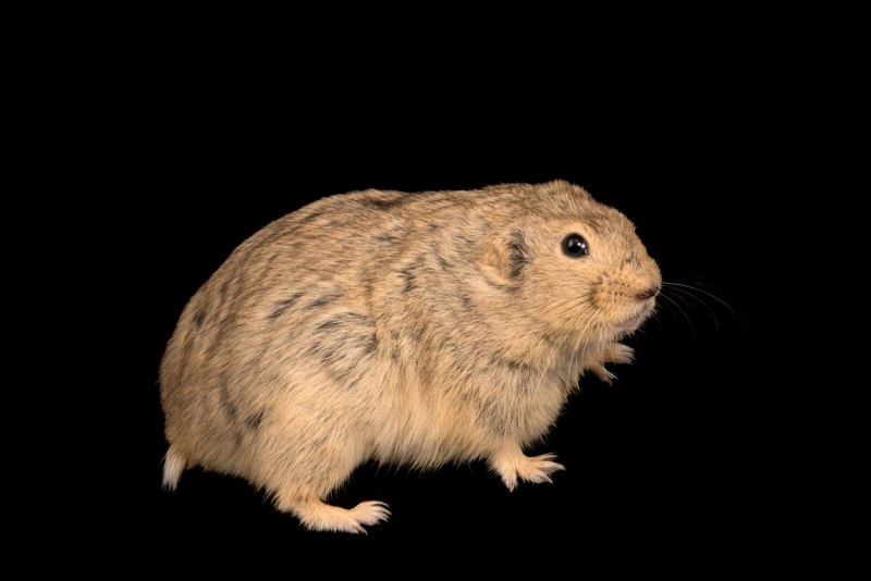 Лемминг животное тундры