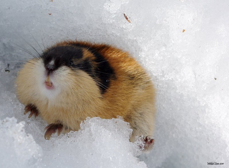 Лемминг Канада