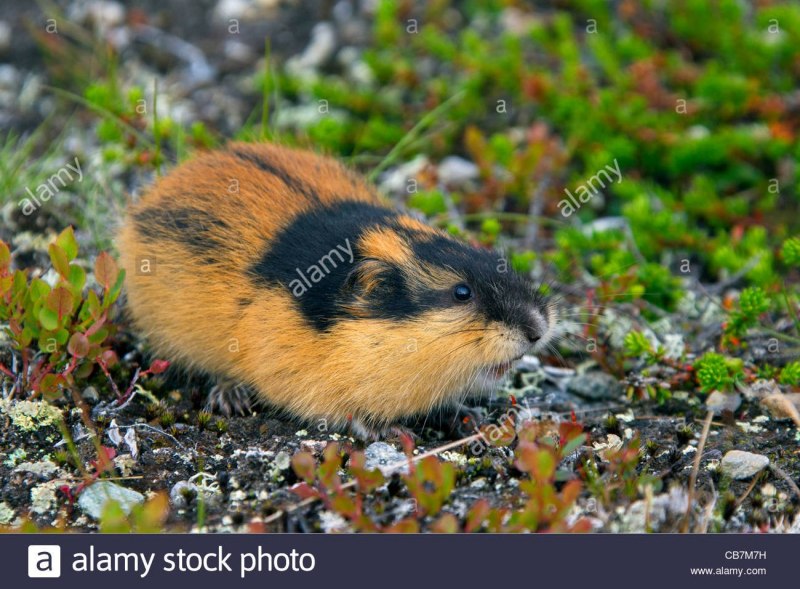 Лемминги со светлой шерстью