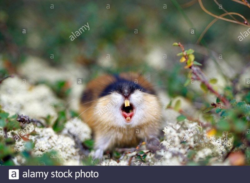 Ошейниковый лемминг