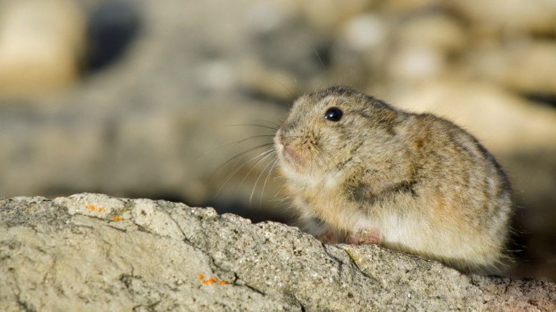 Арктика Грызуны лемминг