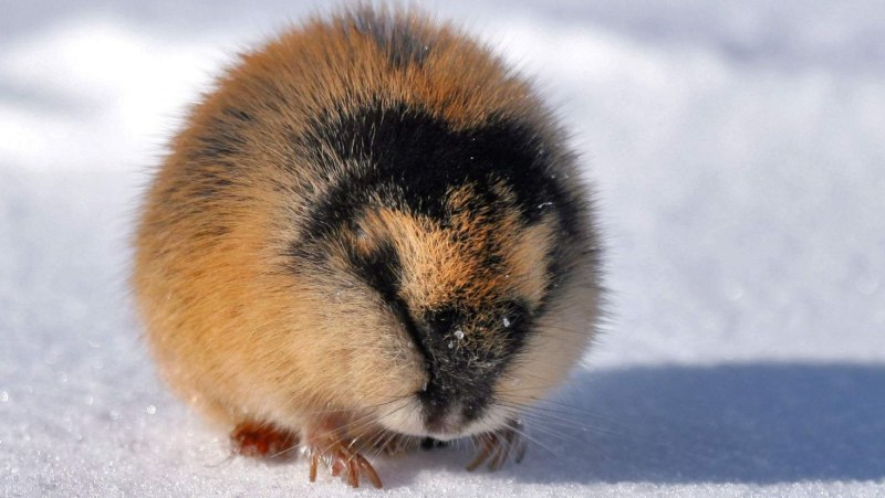 Сибирский лемминг Lemmus sibiricus