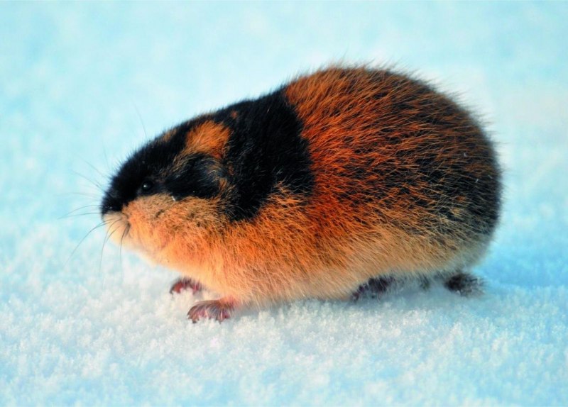 Лемминг домашний