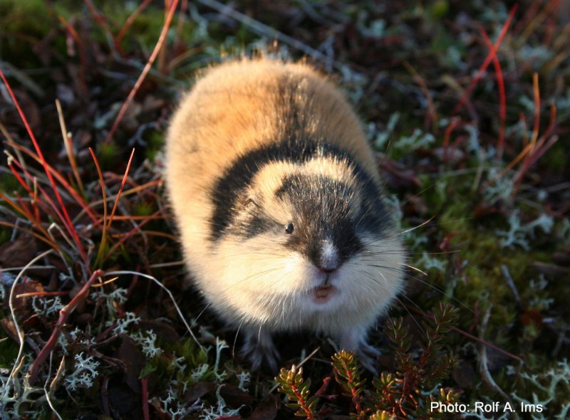 Маньчжурская пищуха
