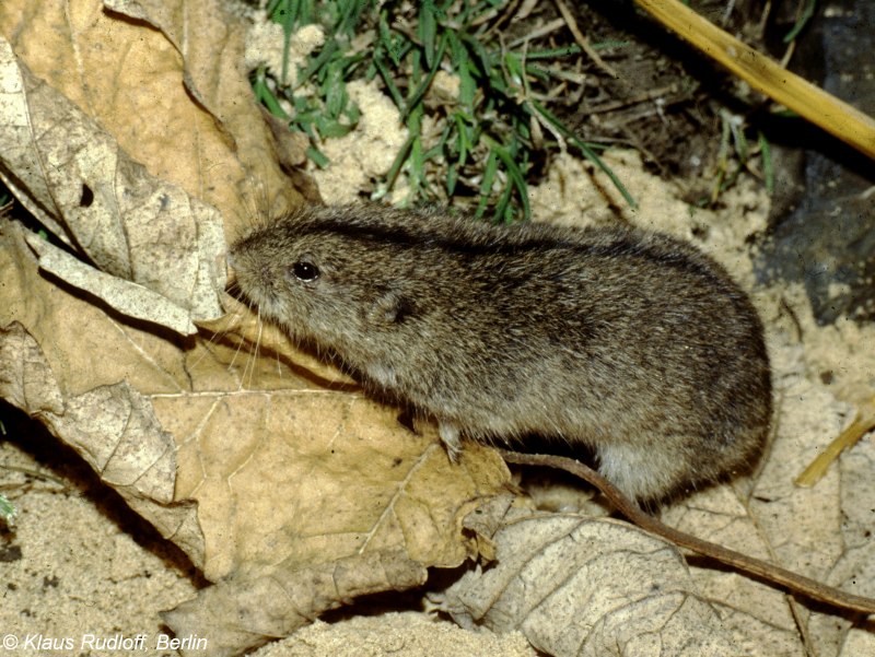 Сибирская пищуха