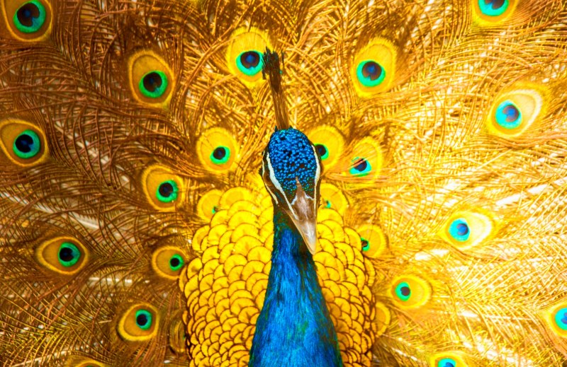 Императорский Павлин