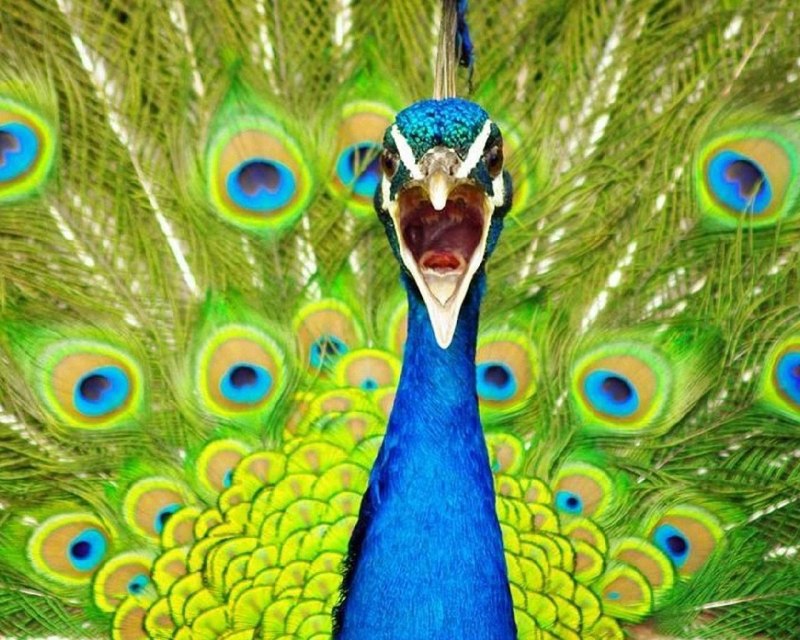 Злой Павлин