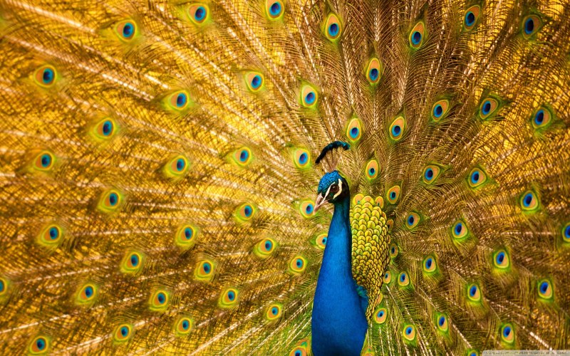 Королевский Павлин