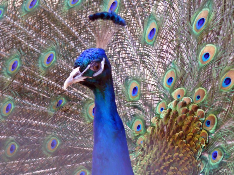 Павлины Вьетнам