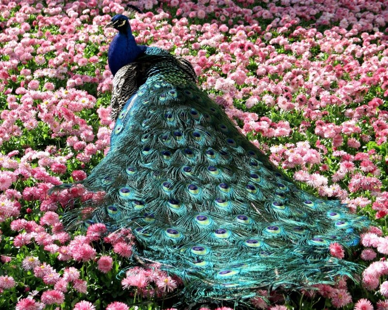 Птица Павлин