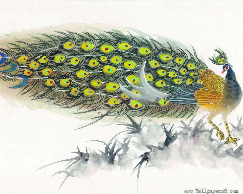 Павлин домашний