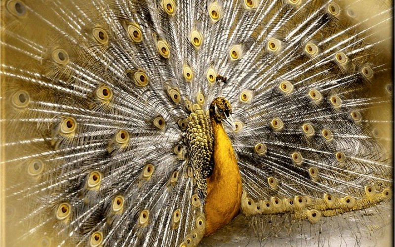 Золотой Павлин птица