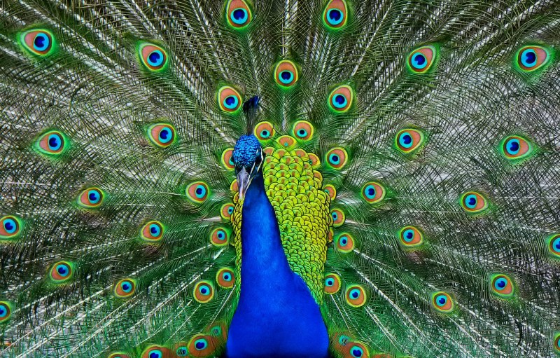 Павлины сказочные