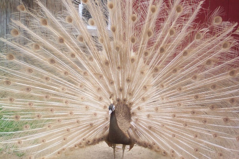 Обыкновенный Павлин Черноплечий