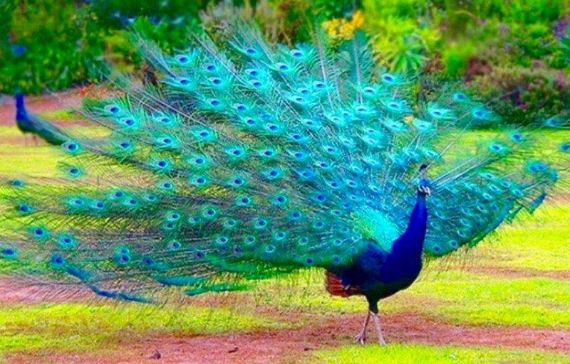 Павлин бронзовый Буфорда