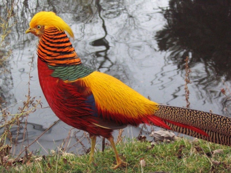 Павлин с распущенным хвостом