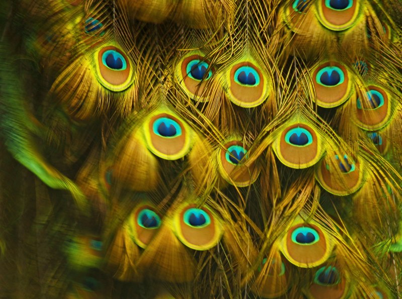 Золотой хвост павлина