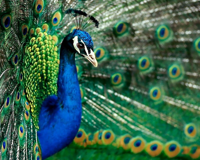 Хвост павлина вблизи