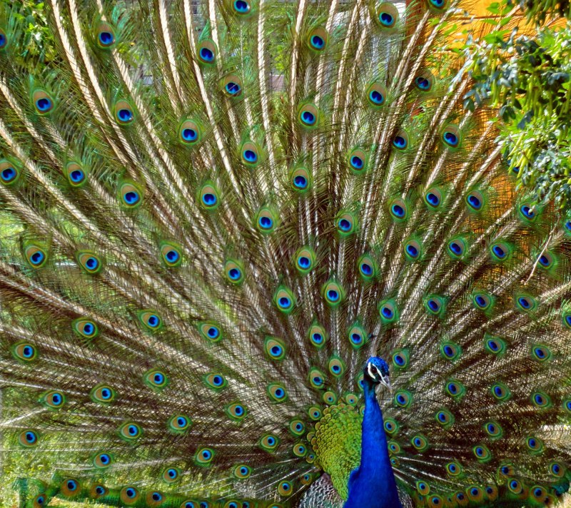 Алмазная мозаика золотой Павлин