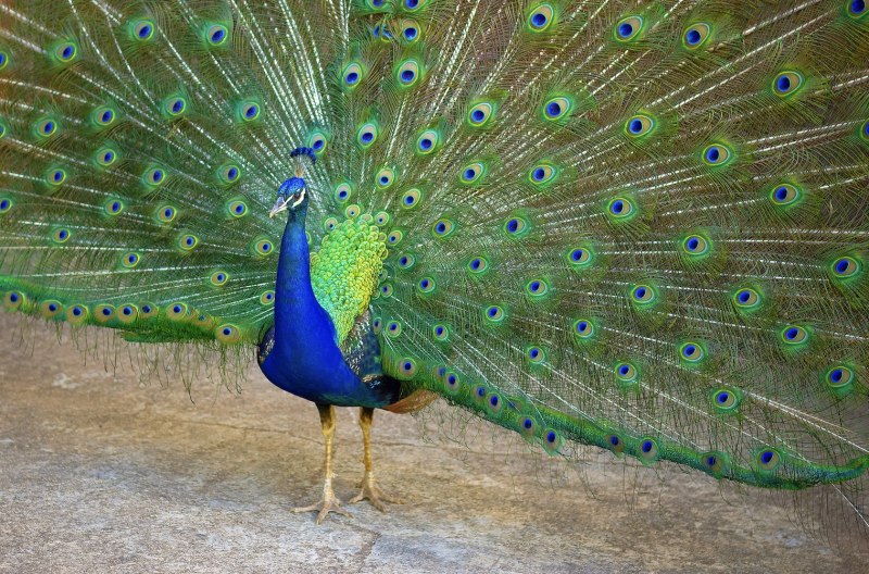 Пурпурно. Черноплечий Павлин