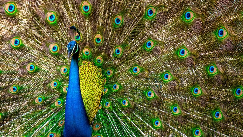 Перо павлина крупным планом