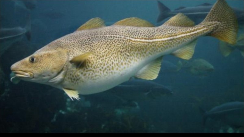 Треска gadus morhua