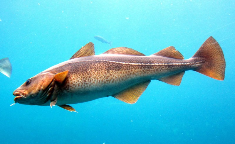 Атлантическая треска рыба