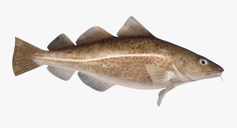 Минтай треска навага