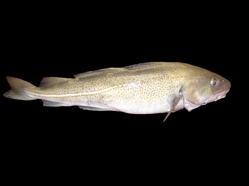 Треска gadus morhua