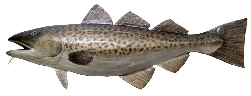 Беломорская треска