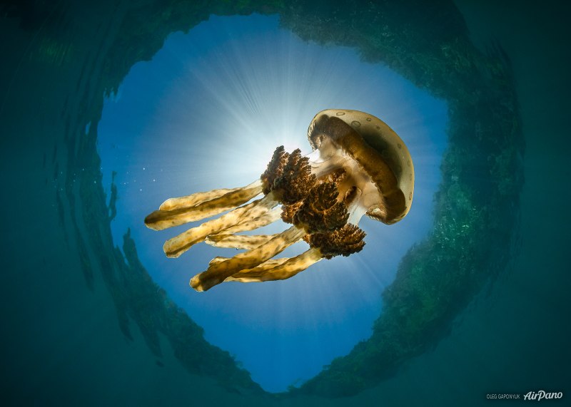 Золотая медуза фото