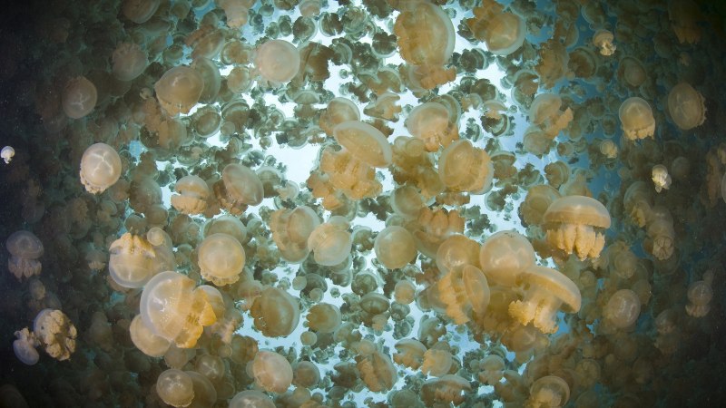 Медузье озеро Палау