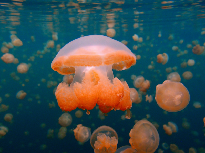 Озеро медуз Палау