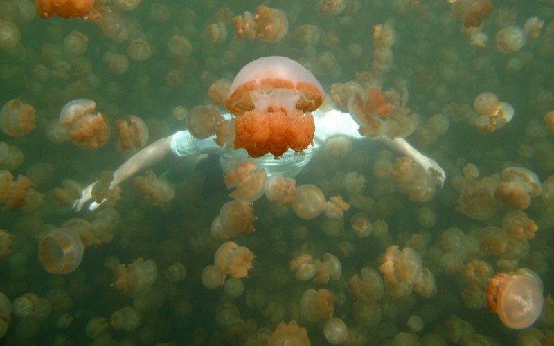 Озеро 1000 медуз