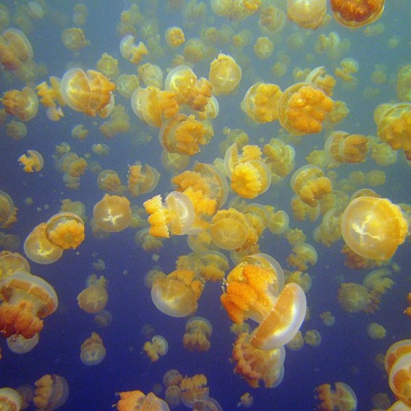 Медуза Mastigias