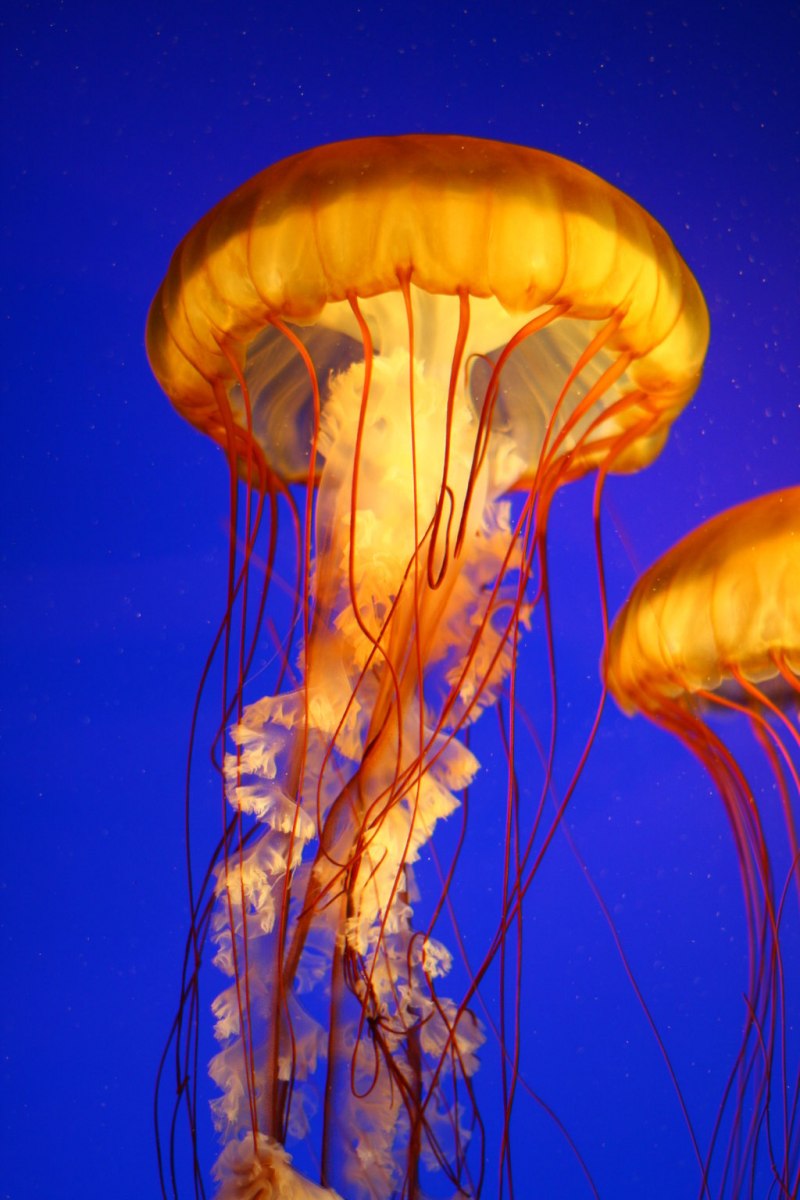 Озеро медуз Палау