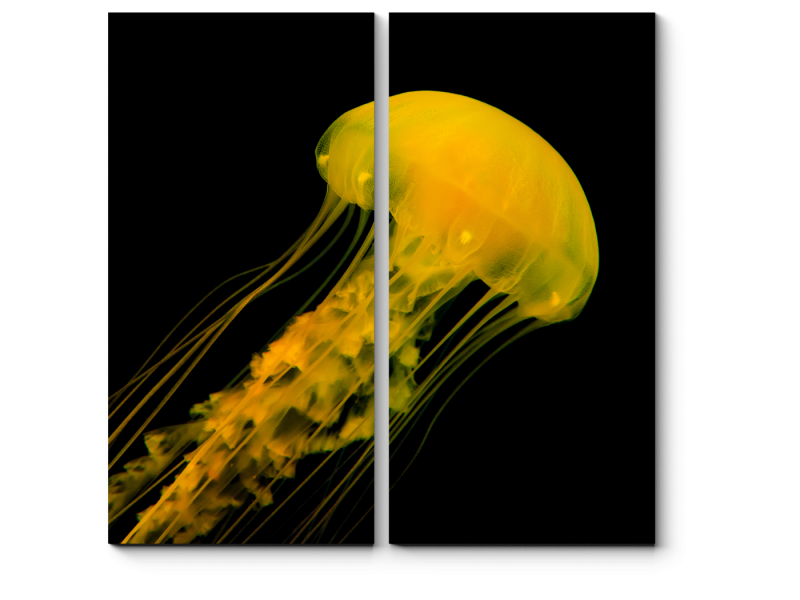 Медуза с длинными щупальцами