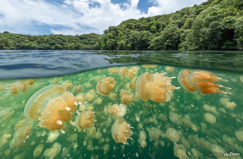 Желтая медуза