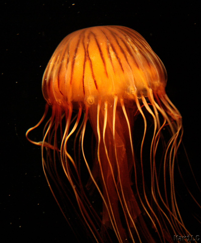 Палау Медузное озеро