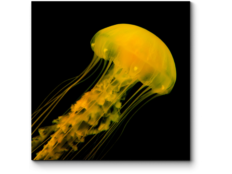 Медуза акрилом
