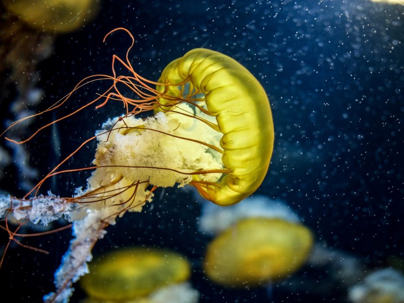 Палау медузы