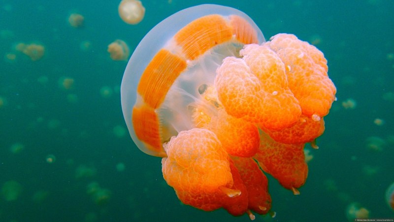 Золотистая медуза