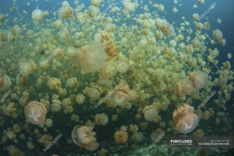 Палау Медузное озеро