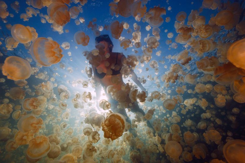 Медуза Сердцевидка