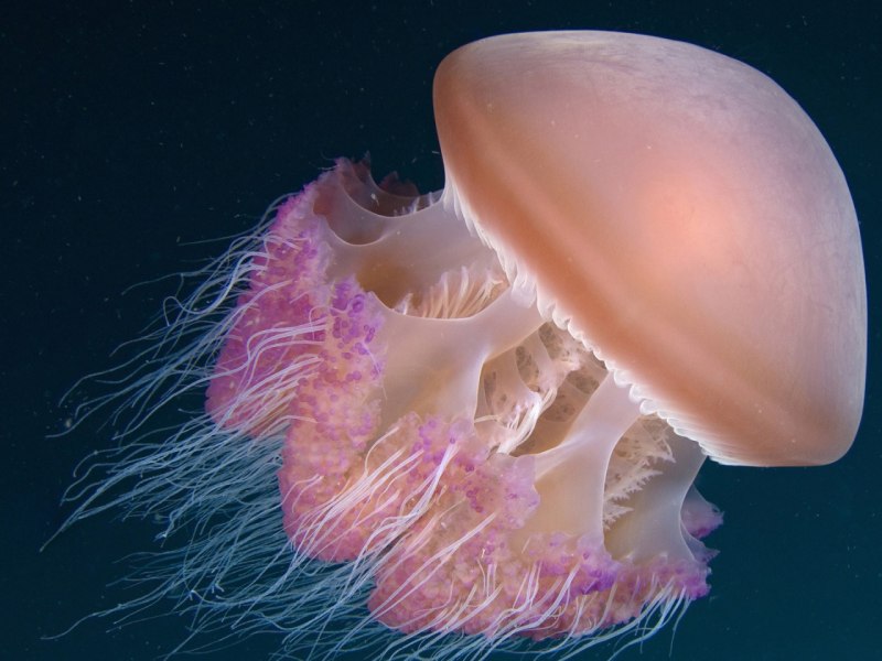 Саргассово море медузы