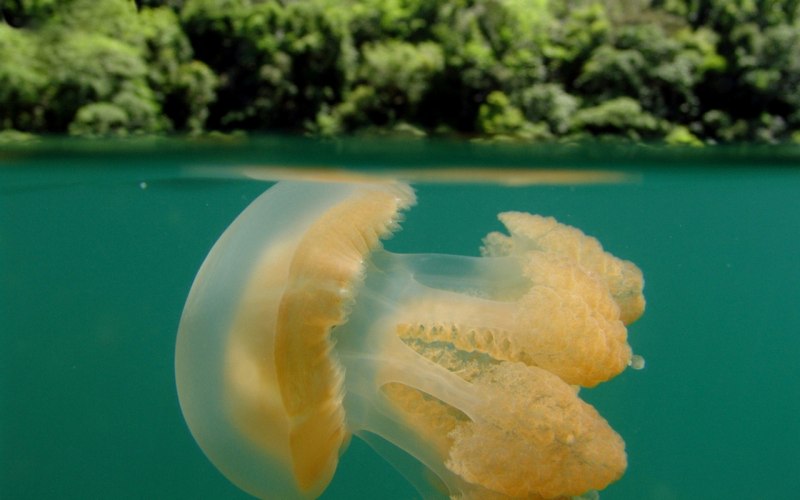 Палау Медузное озеро