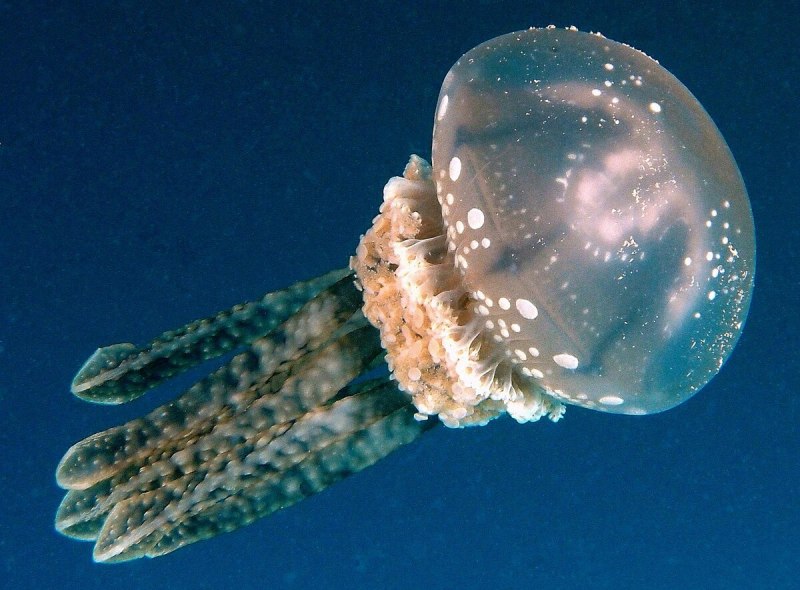 Озеро медуз на карте