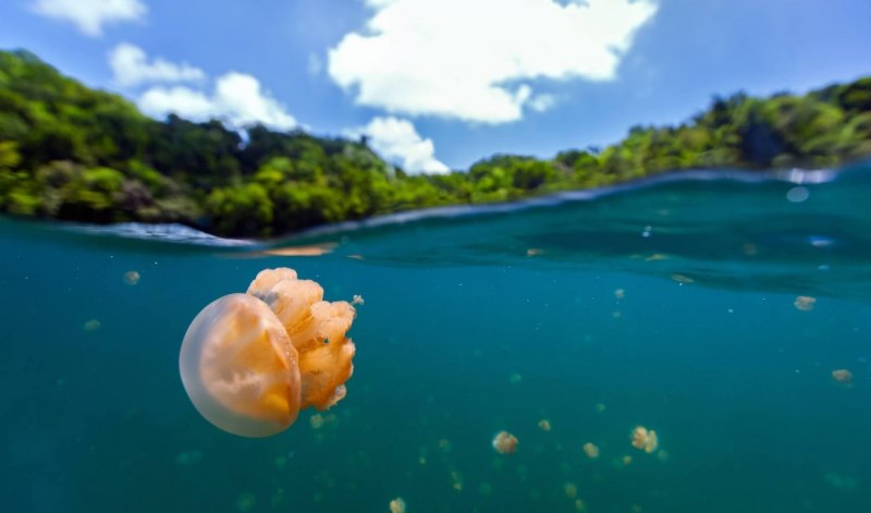 Медуза Mastigias